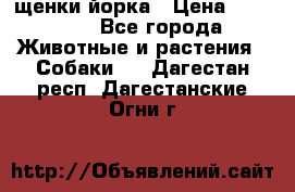 щенки йорка › Цена ­ 15 000 - Все города Животные и растения » Собаки   . Дагестан респ.,Дагестанские Огни г.